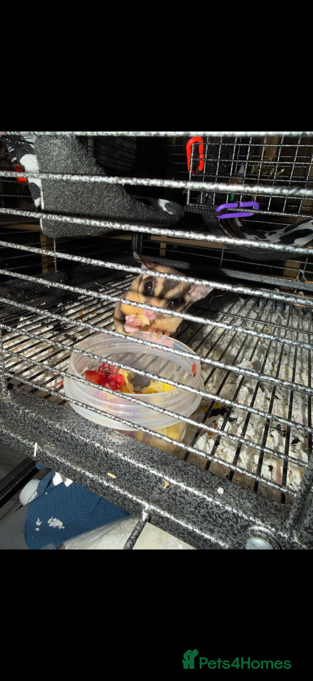 Sugar Glider rodents for sale: Sugar gliders  - Advert 5