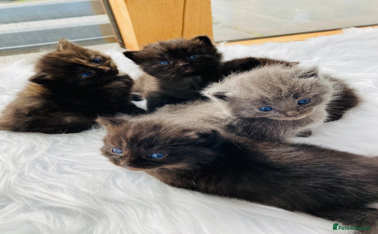 Mixed Breed cats - Advert 5