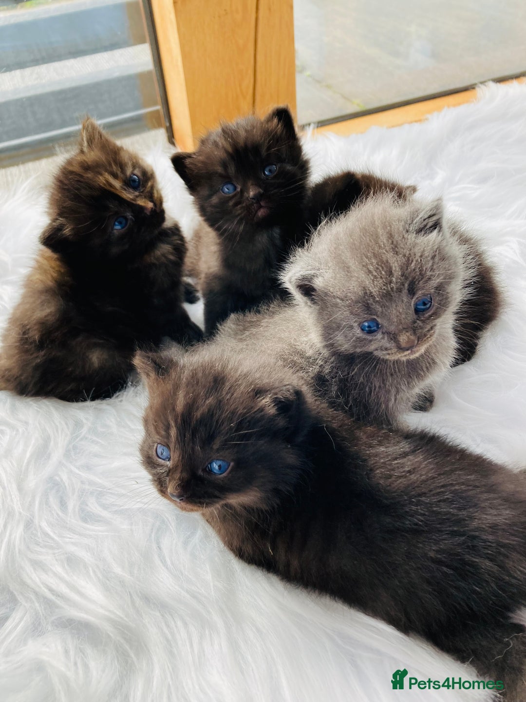 Mixed Breed cats for sale: British Long Hair X Kitten - Image 1
