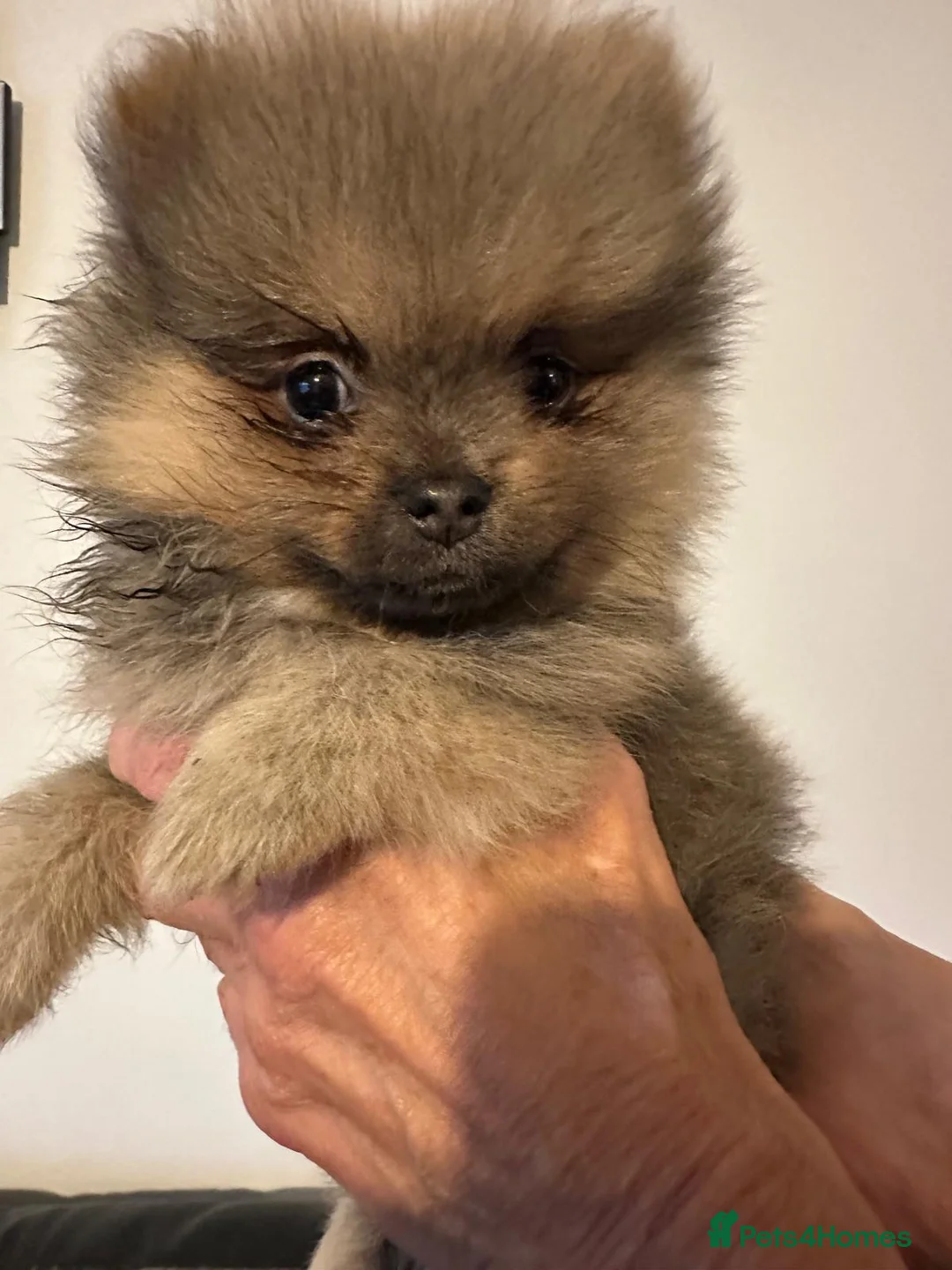 Pomeranian dogs for sale: 3 beautiful pomeranian boys - Advert 4