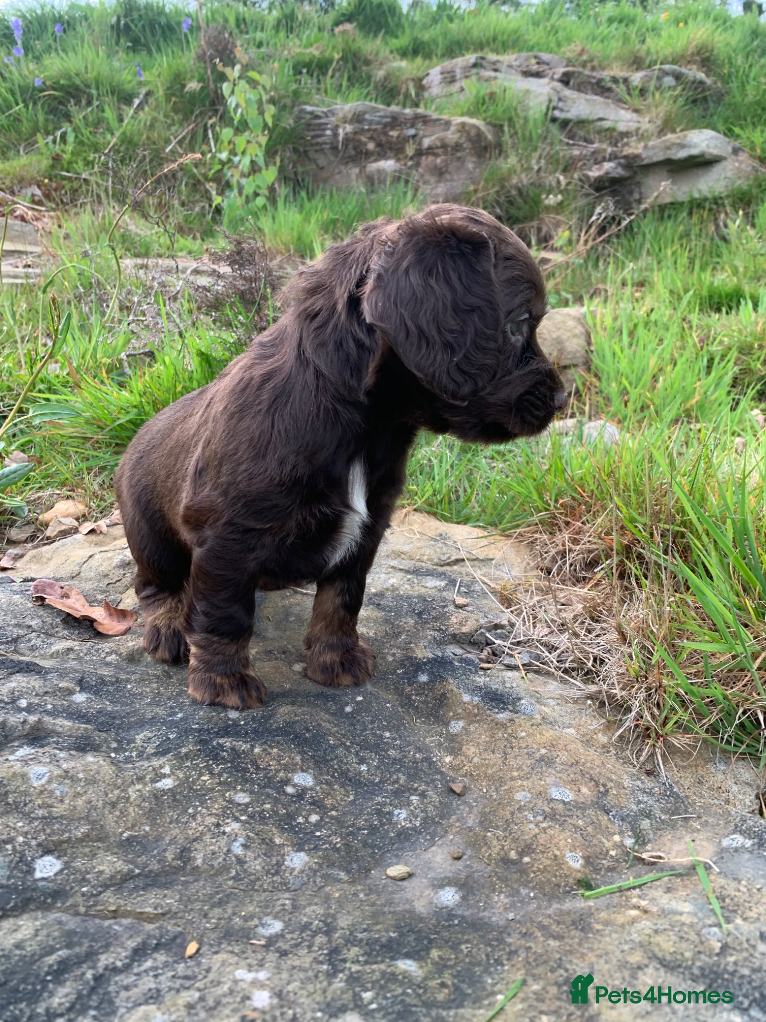 Cocker Spaniel dogs Sired from British Champion - Advert 16
