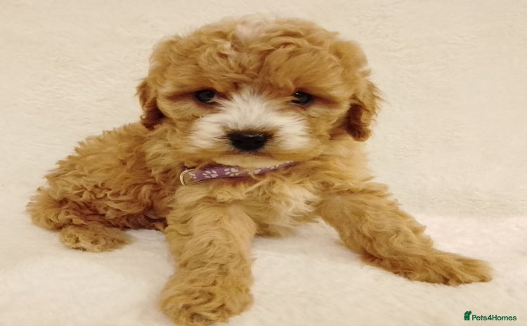 Cavapoo dogs - Advert 2