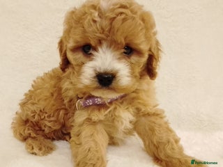Cavapoo dogs - Advert 1