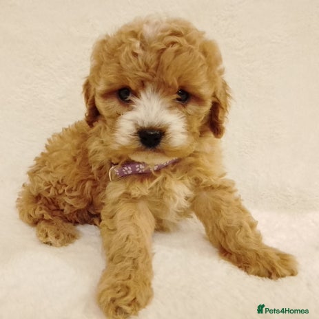 Cavapoo dogs - Advert 3