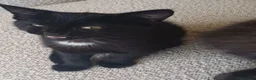 Mixed Breed cats for sale: Kitten girl  - Advert 4