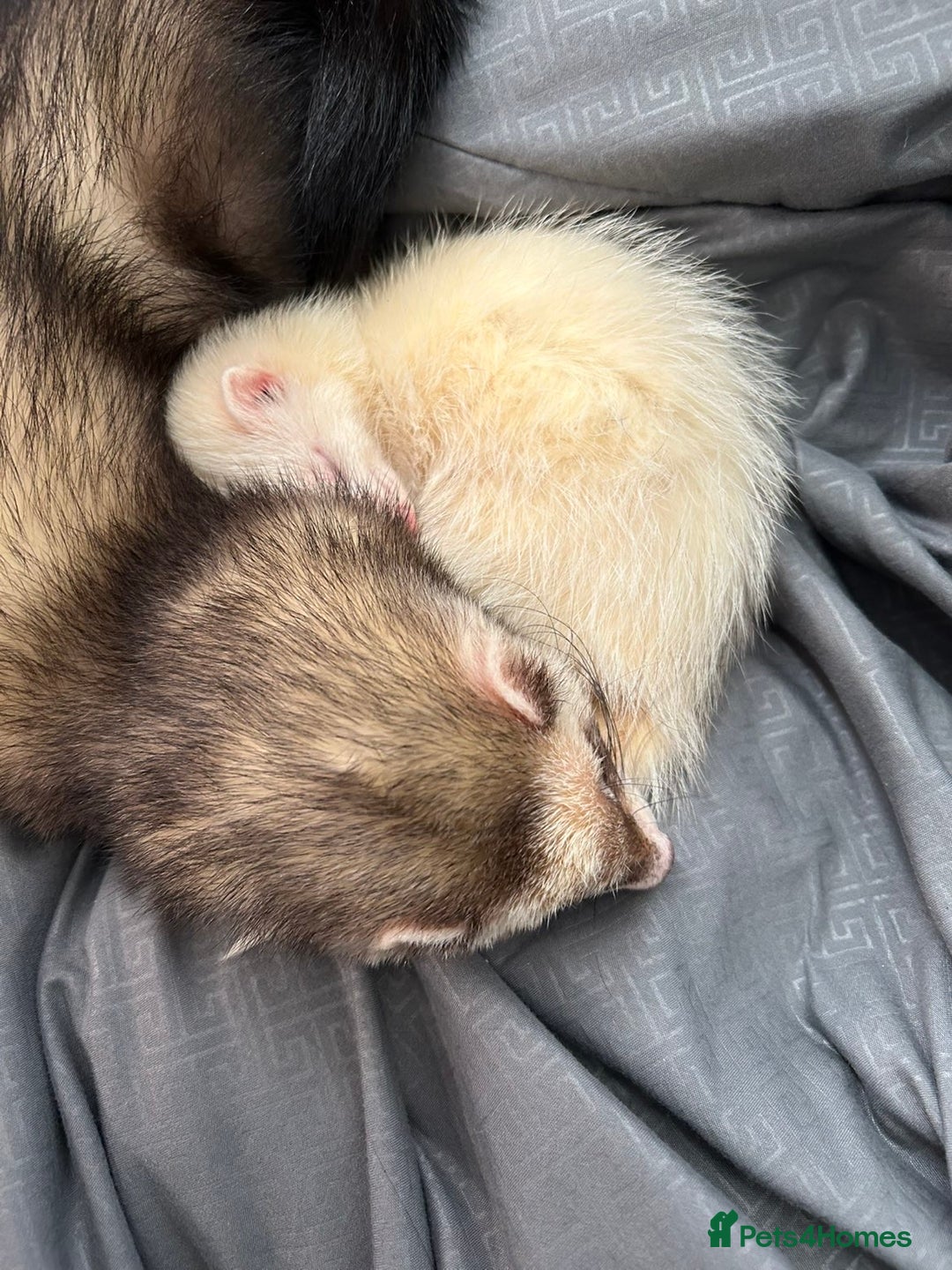 Ferret rodents for sale: bonded ferrets   - Advert 2