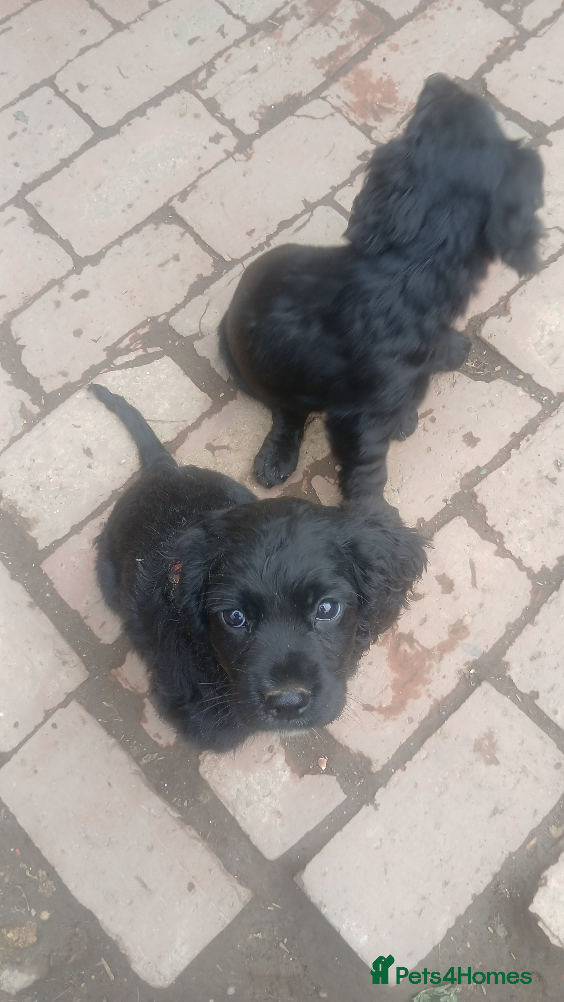 Cocker Spaniel dogs Working cocker spaniel pups - Advert 17