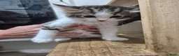 Mixed Breed cats for sale: 4 gorgeous kittens  - Advert 3