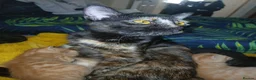 Mixed Breed cats for sale: beautiful ginger and black cats almost ready  - Advert 1