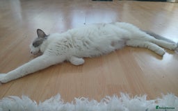 Ragdoll cats for sale: Blue Bicolour Ragdoll Queen - Image 3