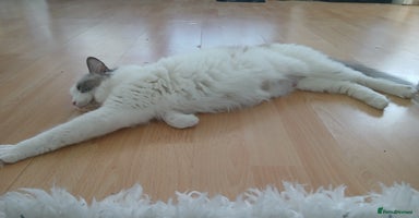 Ragdoll cats - Advert 6