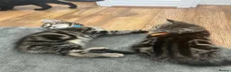Mixed Breed cats for sale: 3 Boy Kittens British Mixed - Advert 21
