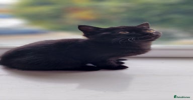 Mixed Breed cats - Advert 8