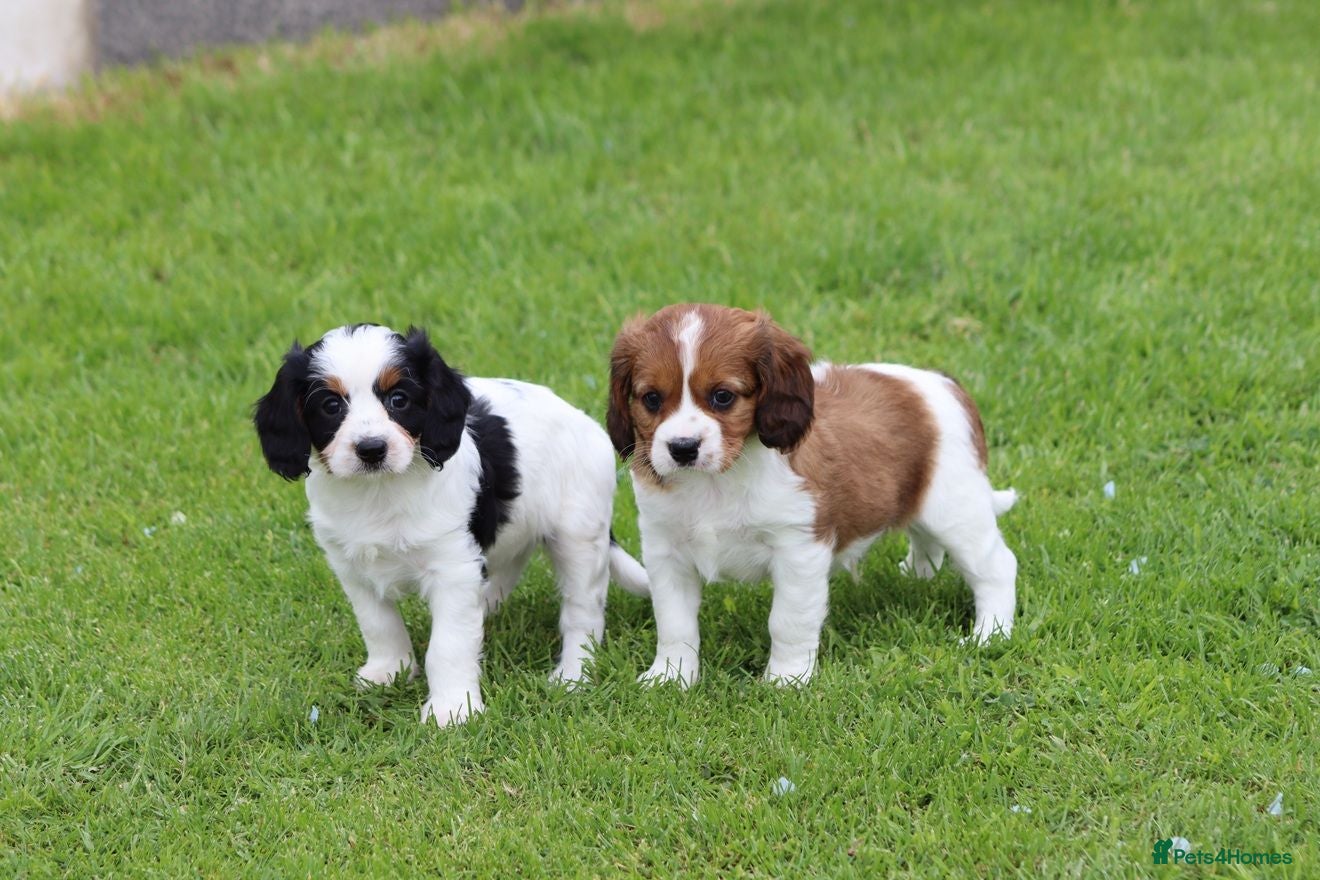 Cavapoo dogs Beautiful Cavapoo puppies for sale - Advert 1