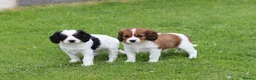 Cavapoo dogs for sale: Beautiful Cavapoo puppies for sale - Advert 19