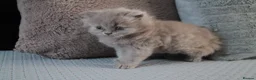 British Shorthair cats for sale: TICA British Shorthair & Longhair Kittens  - Advert 8