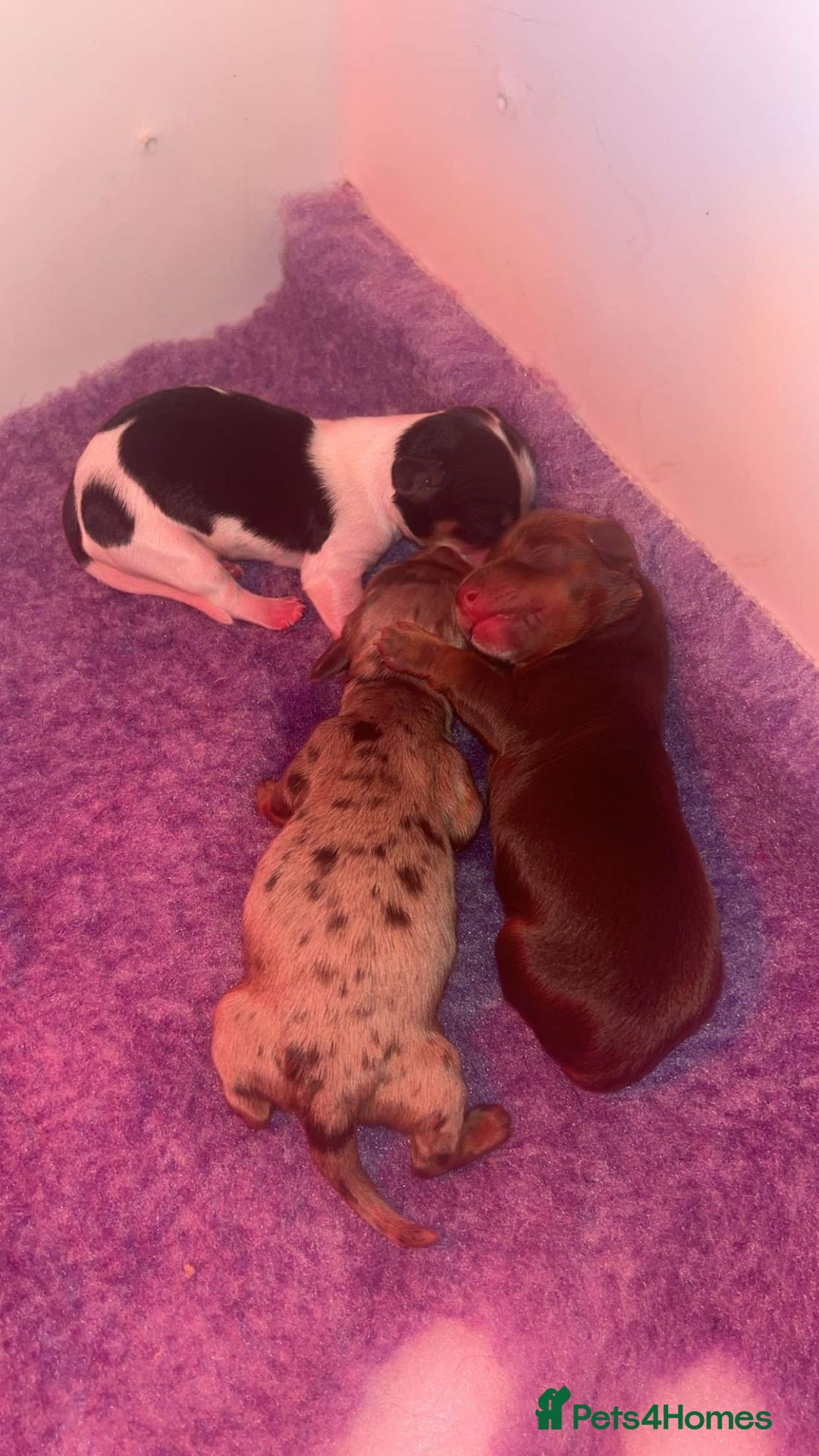 Miniature Dachshund dogs for sale: KC Reg Long-Haired Miniature Dachshund Puppies  - Advert 11