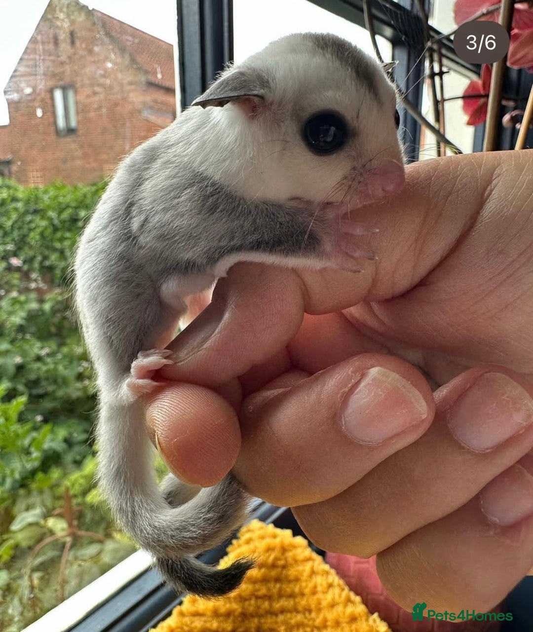 Sugar Glider rodents for sale: Sugar Gliders available to suitable homes - Advert 14