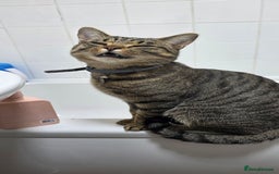 Domestic Shorthair cats for sale: 18 month cat  - Advert 3