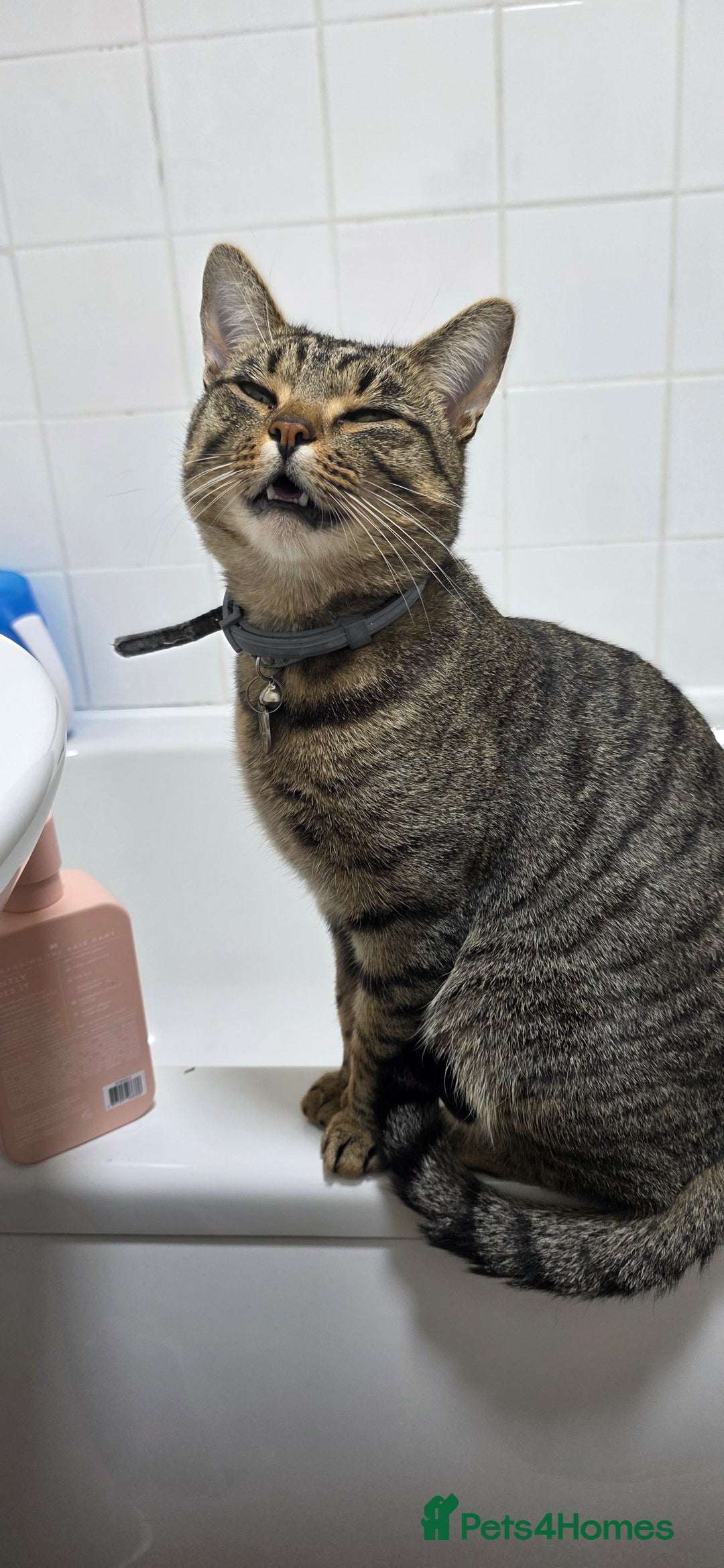 Domestic Shorthair cats for sale: 18 month cat  - Advert 3