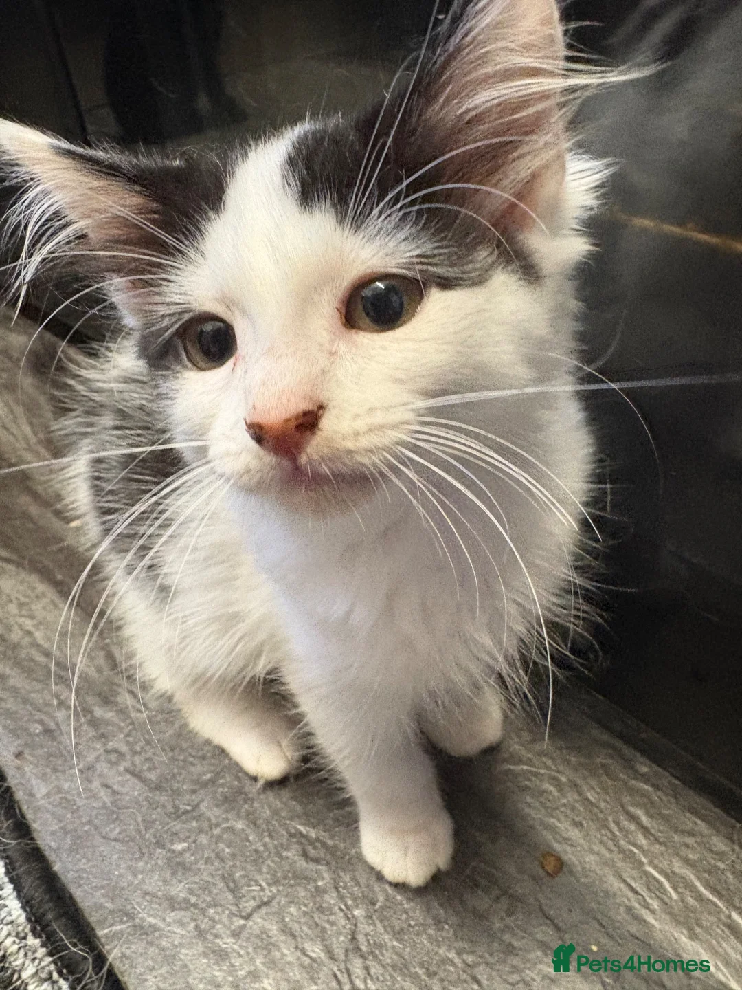 Mixed Breed cats for sale: 3 kittens  - Advert 13