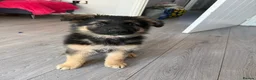 German Shepherd dogs for sale: 10 week old german shepherd puppies  - Advert 2