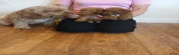 Cockapoo dogs for sale: Cockapoo puppies  - Advert 15
