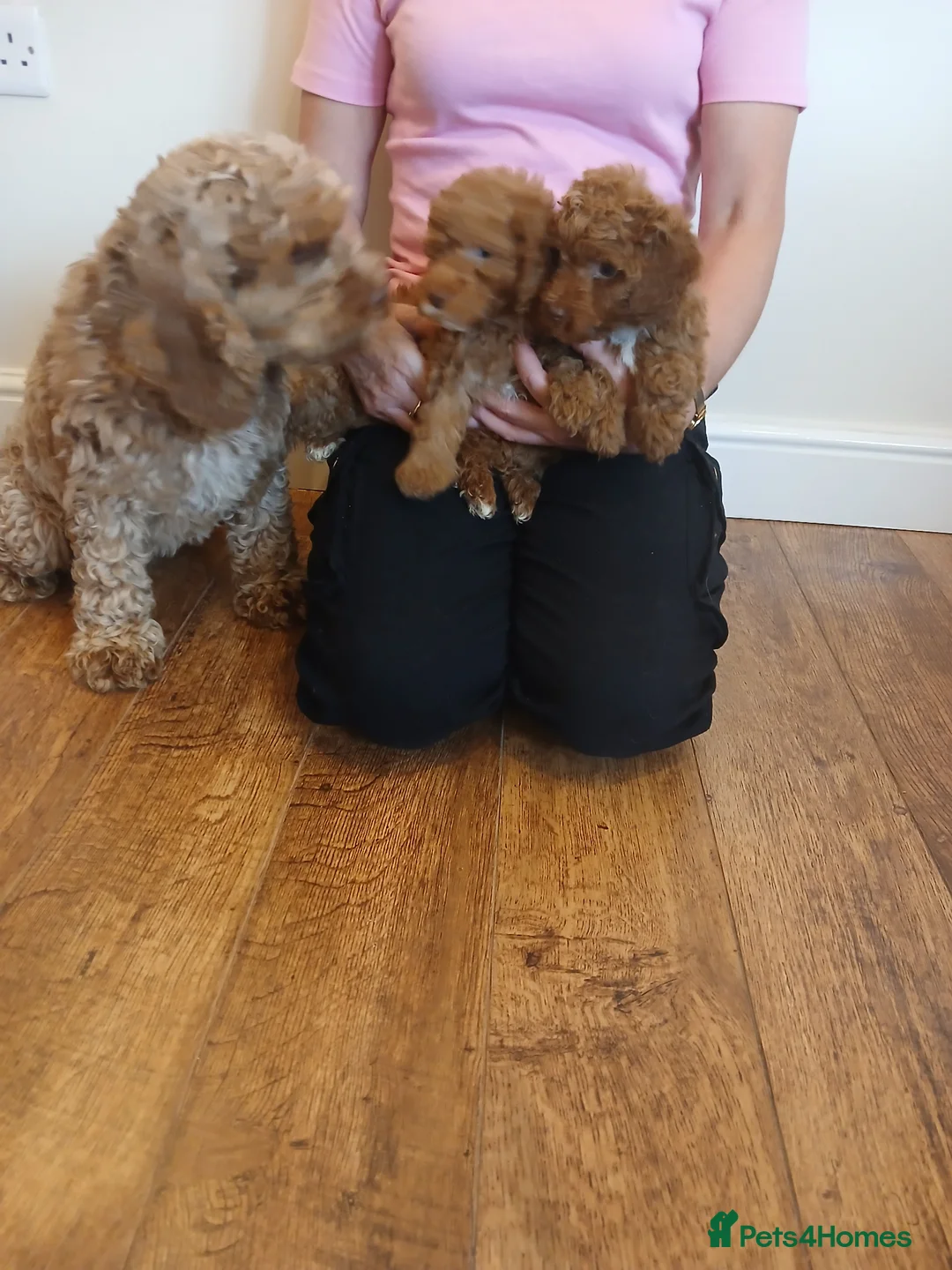 Cockapoo dogs for sale: Cockapoo puppies  - Advert 15