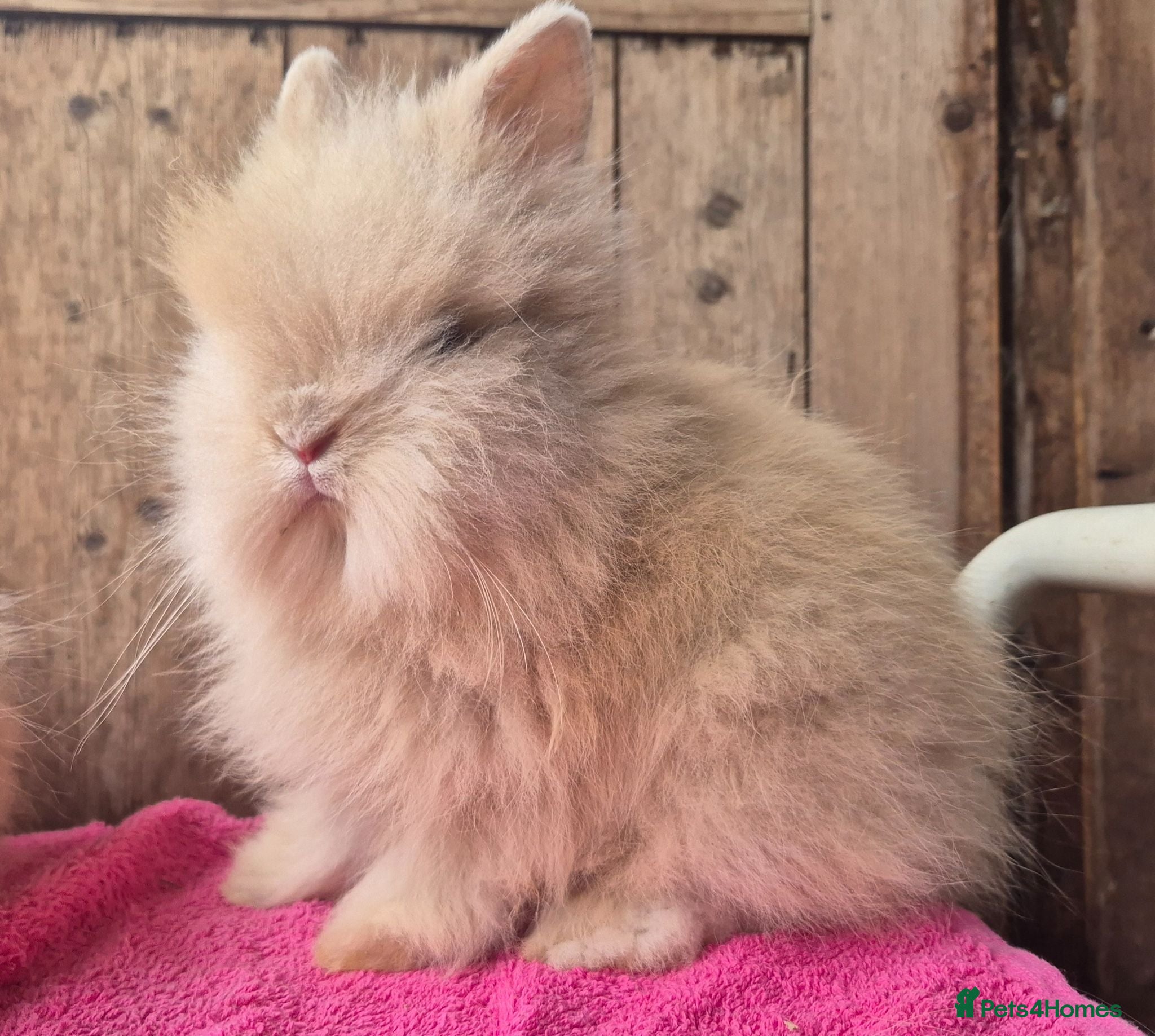 Lionhead rabbits Pure bred lion head boys.  - Advert 1