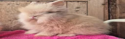 Lionhead rabbits for sale: Pure bred lion head boys.  - Advert 1