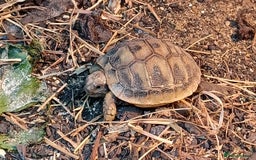 Tortoise reptiles for sale: HERMANNS TORTOISE BABIES HATCHED UK JULY 2025 - Image 1