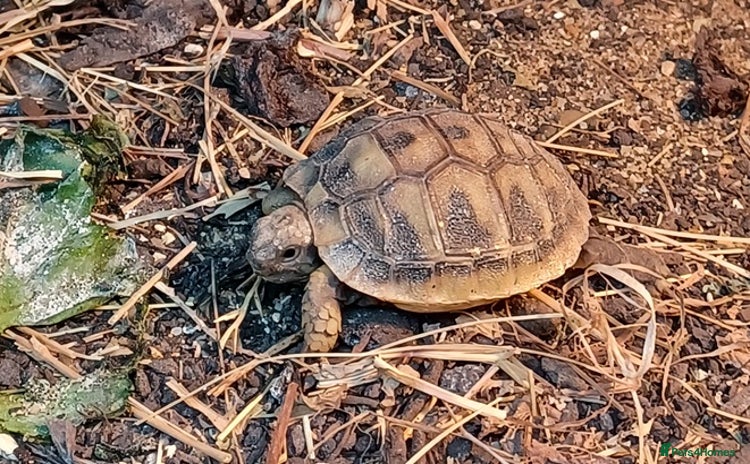 Tortoise reptiles - Advert 1