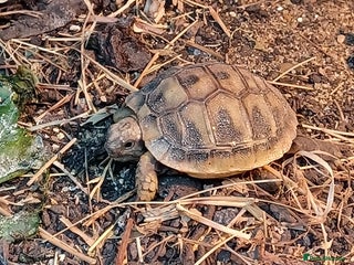 Tortoise reptiles - Advert 9