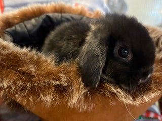 Mini Lop rabbits Three beautiful rabbits for sale. - Advert 2