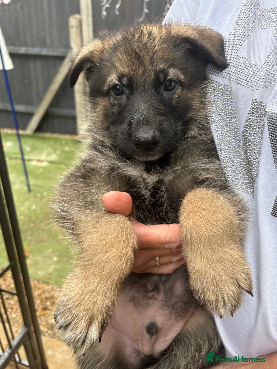 German Shepherd dogs for sale: German Shepard puppies  - Image 11