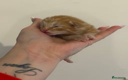 Domestic Shorthair cats for sale: Kittens looking for forever home.  - Image 15
