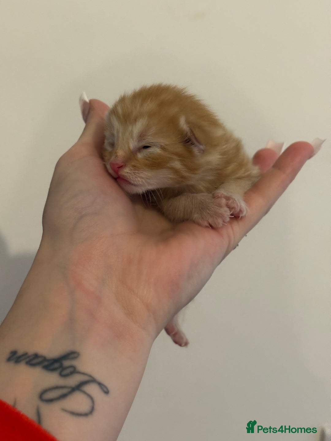 Domestic Shorthair cats for sale: Kittens looking for forever home.  - Image 15
