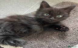 Mixed Breed cats for sale: 2 fluffy girls for sale - Image 2
