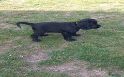 Sprocker dogs for sale: Sprocker puppies ready for new adventures! - Image 16