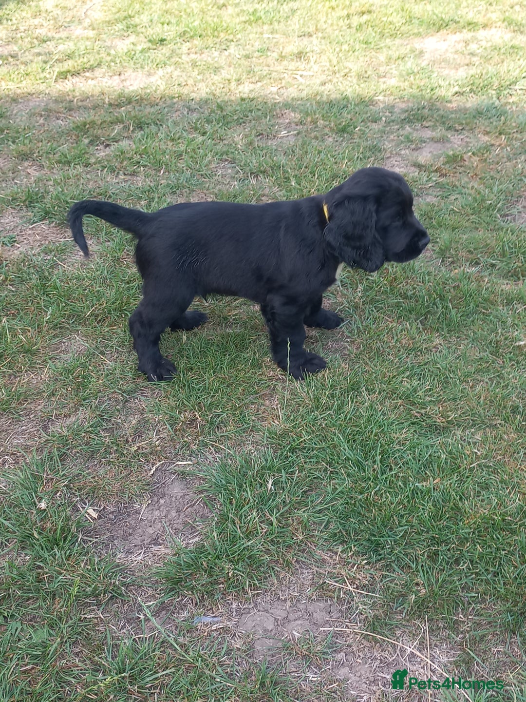 Sprocker dogs for sale: Sprocker puppies ready for new adventures! - Image 16