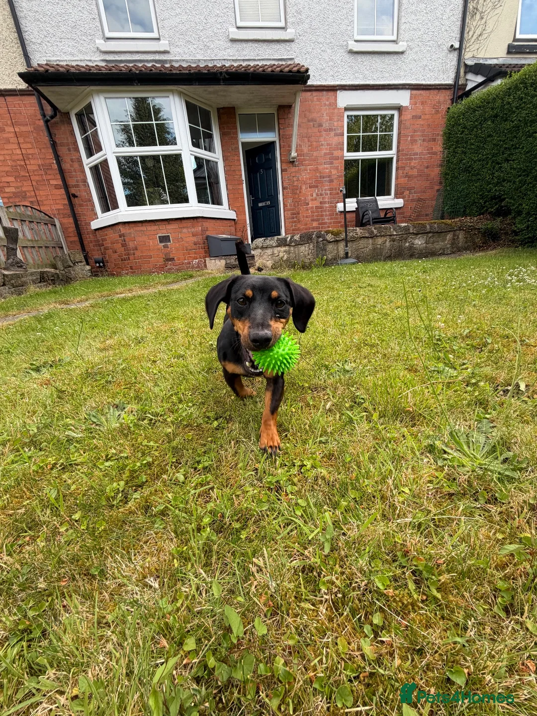 Jackshund dogs for sale: Female miniature dachshund/jackrussle - Advert 9