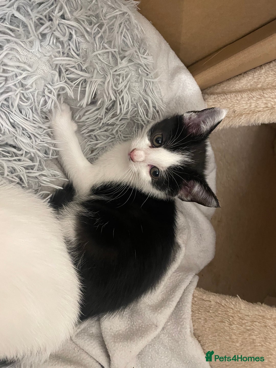 Mixed Breed cats for sale: 2 beautiful mixed European female kittens  - Image 4