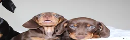 Miniature Dachshund dogs for sale: Miniature Dachshund puppies  - Advert 26