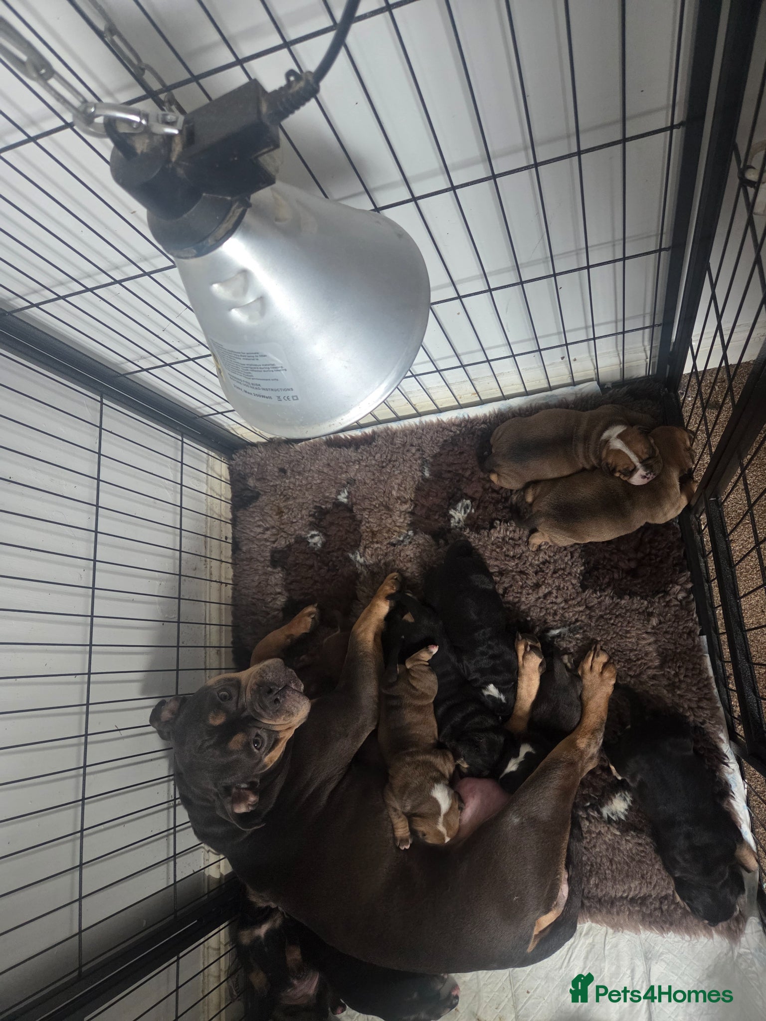 Olde English Bulldogge dogs Olde english bulldogee - Advert 1