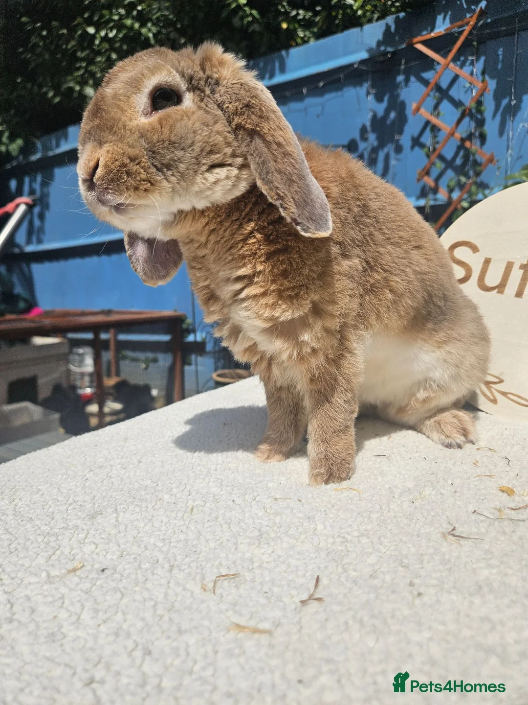 Mini Lop rabbits for sale: CLOVER Blue Fox Mini Plush Lop Buck - Advert 1
