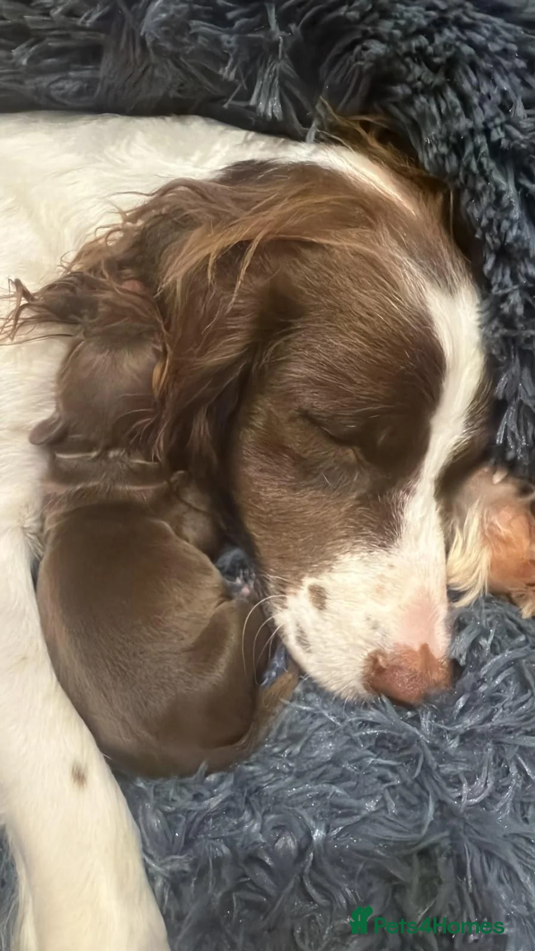 Cocker Spaniel dogs for sale: KC REG Working Cocker Spaniels in Swindon - Advert 16