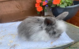Lionhead rabbits for sale: Gorgeous Teddy widders - Image 1