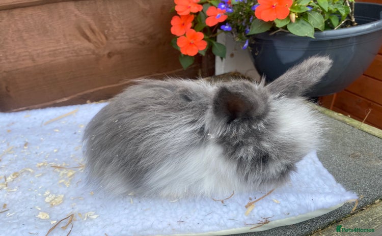 Lionhead rabbits - Advert 2