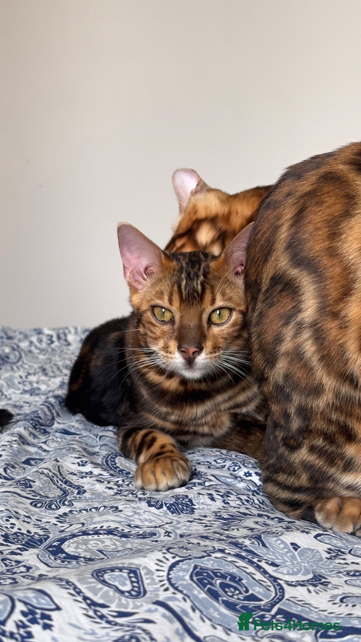 Bengal cats for sale: TICA Bengal cats adorable educated with kid NO UK  in London - Advert 5