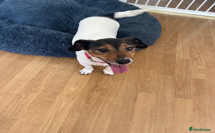 Jack Russell dogs - Advert 1